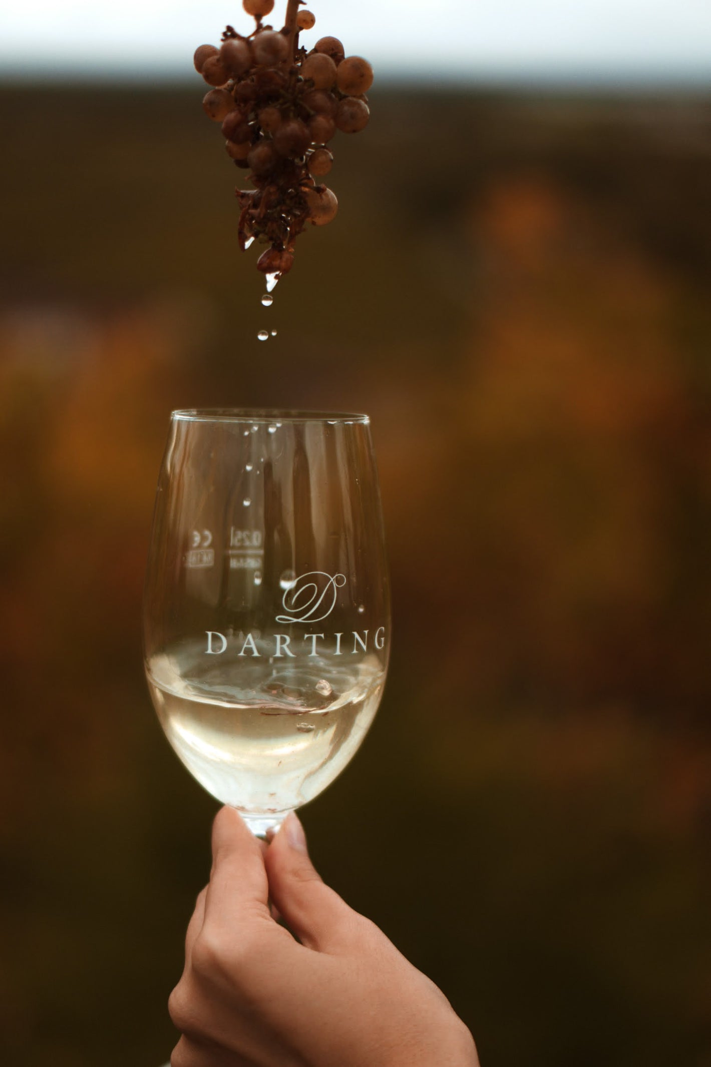 Copa de vino blanco medio llena de la que se extrae un raspón de uvas de vino blanco