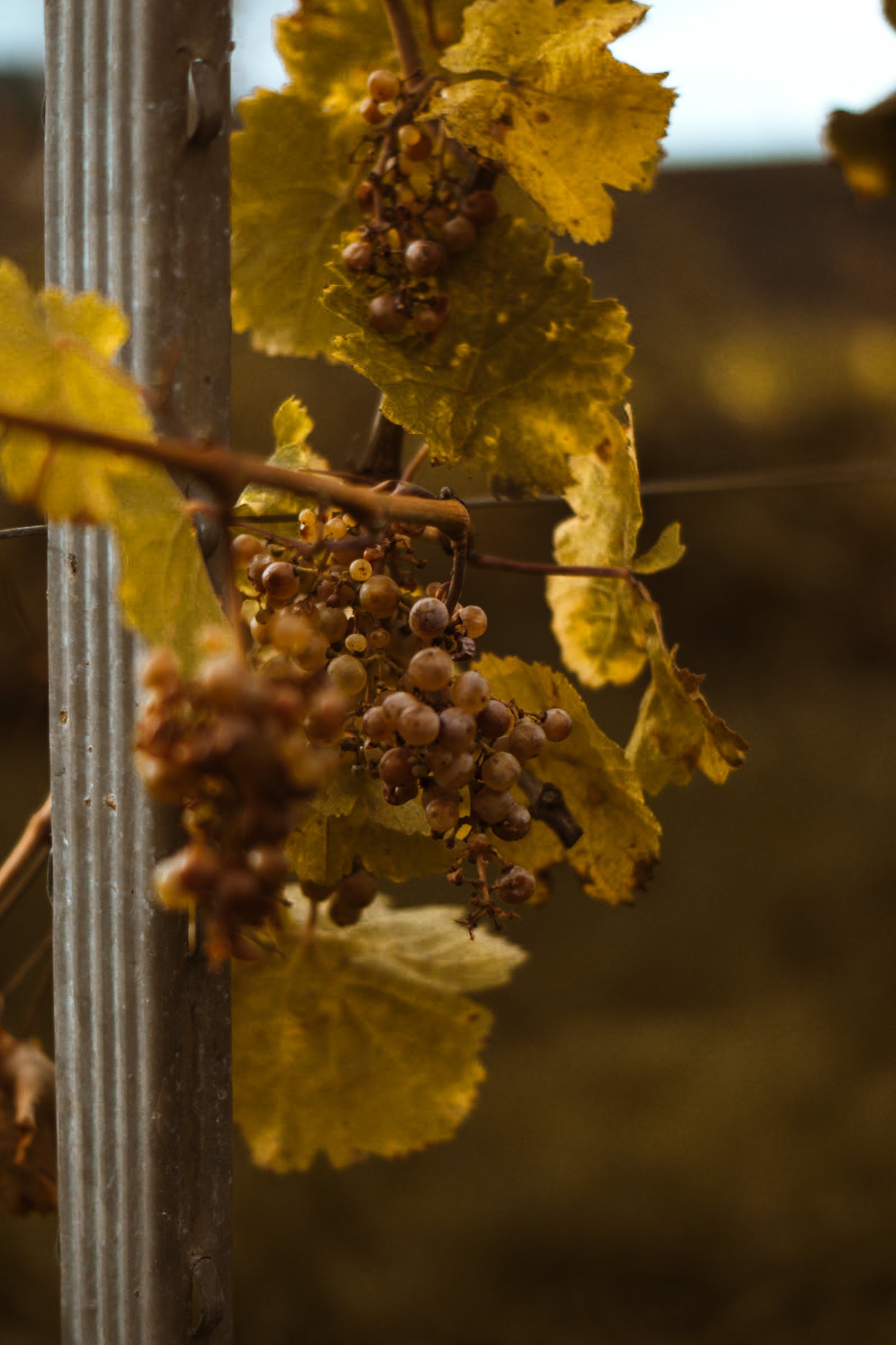 Una vid con uvas de vino blanco