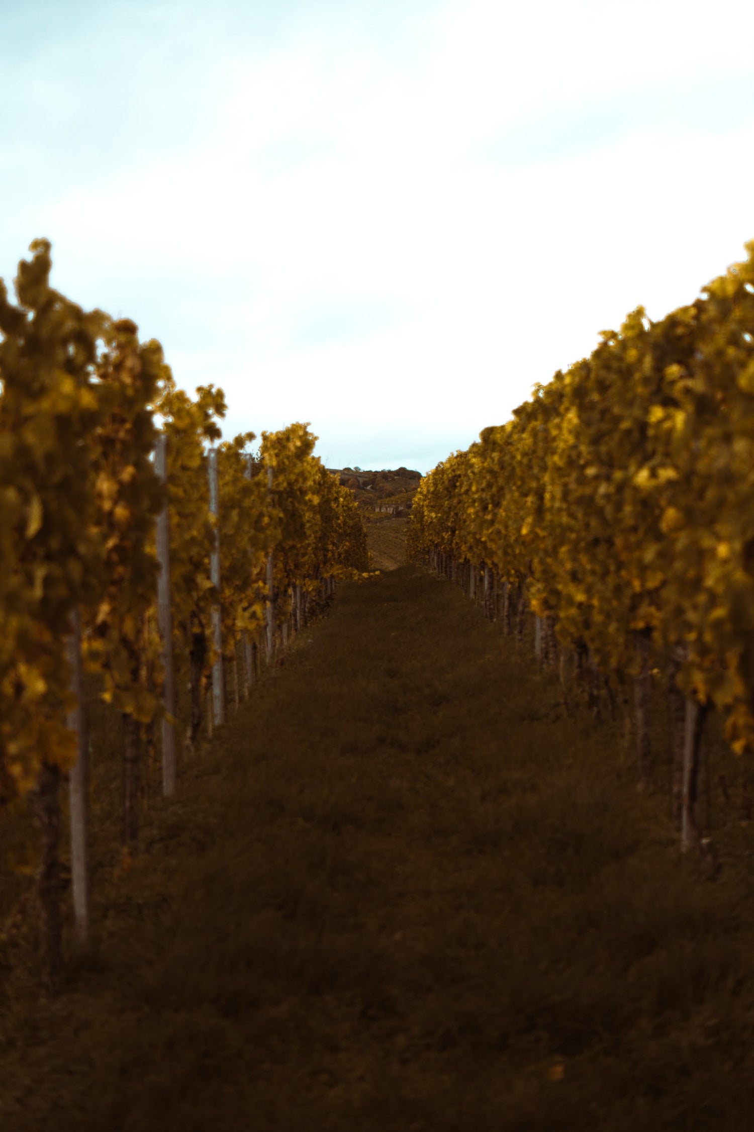 Ein deutscher Weinberg mit vielen Weinreben