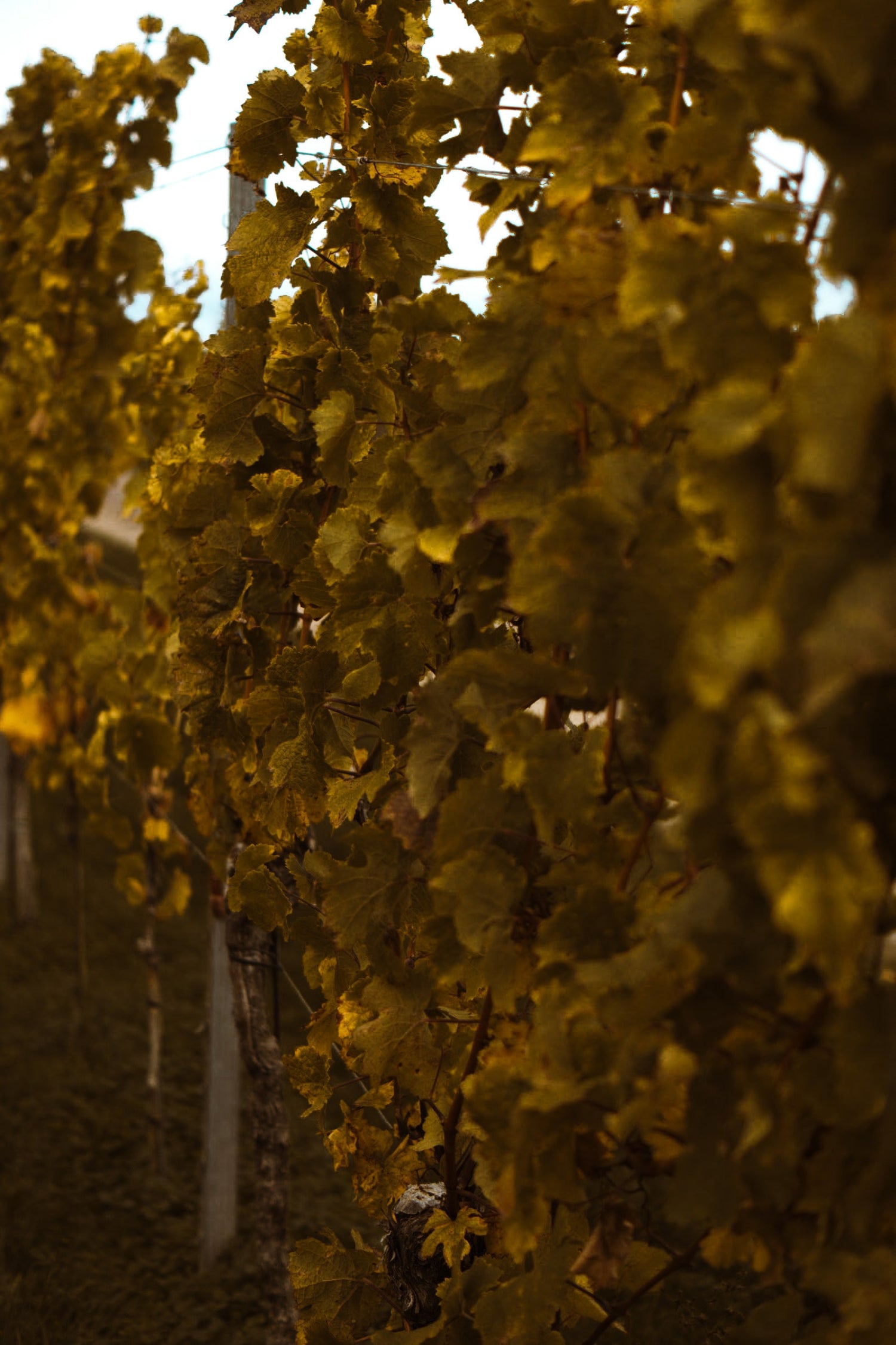 Eine Weinrebe im Herbst mit verfärbten Weinblättern